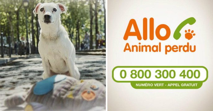 Allo Animal Perdu , le numéro vert de la SPA pour secourir les animaux perdus ou trouvés
