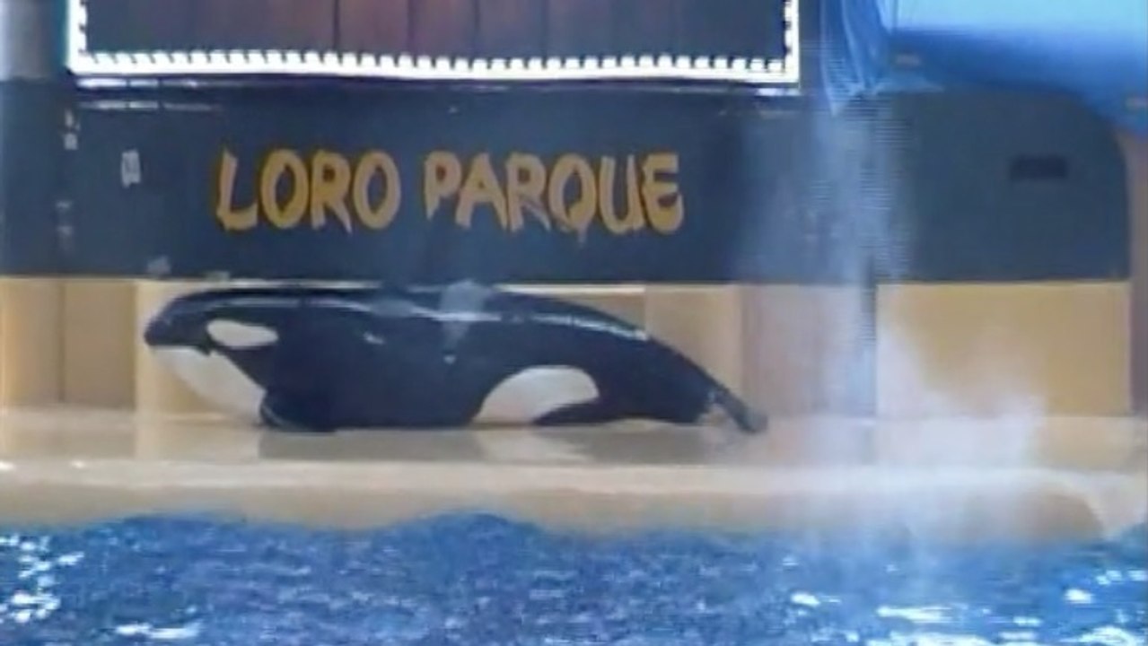 La vidéo d’un spectacle d’orque veut dévoiler les dérives de la captivité