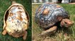 Victime d’un incendie, une tortue retrouve sa carapace grâce à l'impression 3D