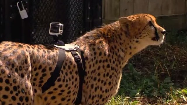 Une caméra fixée sur un guépard capture la course de l’animal le plus rapide du monde