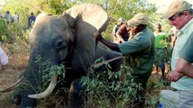 Gravement blessé, un éléphant vient demander de l’aide aux humains au Zimbabwe