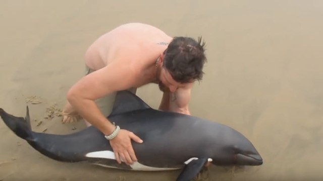 Un moniteur de kayak sauve un jeune dauphin échoué en Namibie