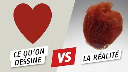 Pourquoi notre façon de dessiner un cœur n'a-t-elle rien à voir avec l'organe ?