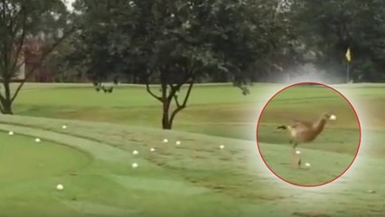 Quand un oiseau vole une balle de golf en pensant qu’il s’agit d’un oeuf