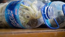 Des cacatoès découverts enfermés dans des bouteilles par un trafiquant en Indonésie
