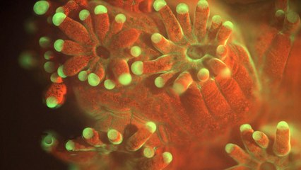 L'étonnante vie d'une colonie de coraux enregistrée par un microscope sous-marin