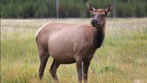 Une touriste découvre pourquoi il ne faut pas trop s’approcher de la faune de Yellowstone