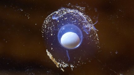 Les oeufs d'un "dragon" rarissime ont commencé à éclore dans une grotte de Slovénie