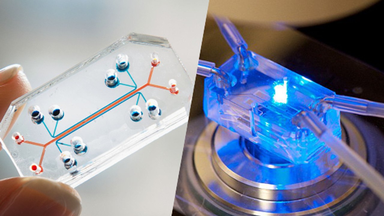 Les organes sur puce, la future génération de cobayes de laboratoire ?