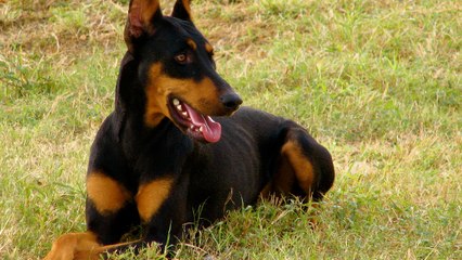 Un chien meurt héroïquement en protégeant ses maîtres de quatre cobras en Inde