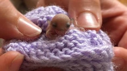 Voici le plus petit patient jamais soigné par des vétérinaires australiens