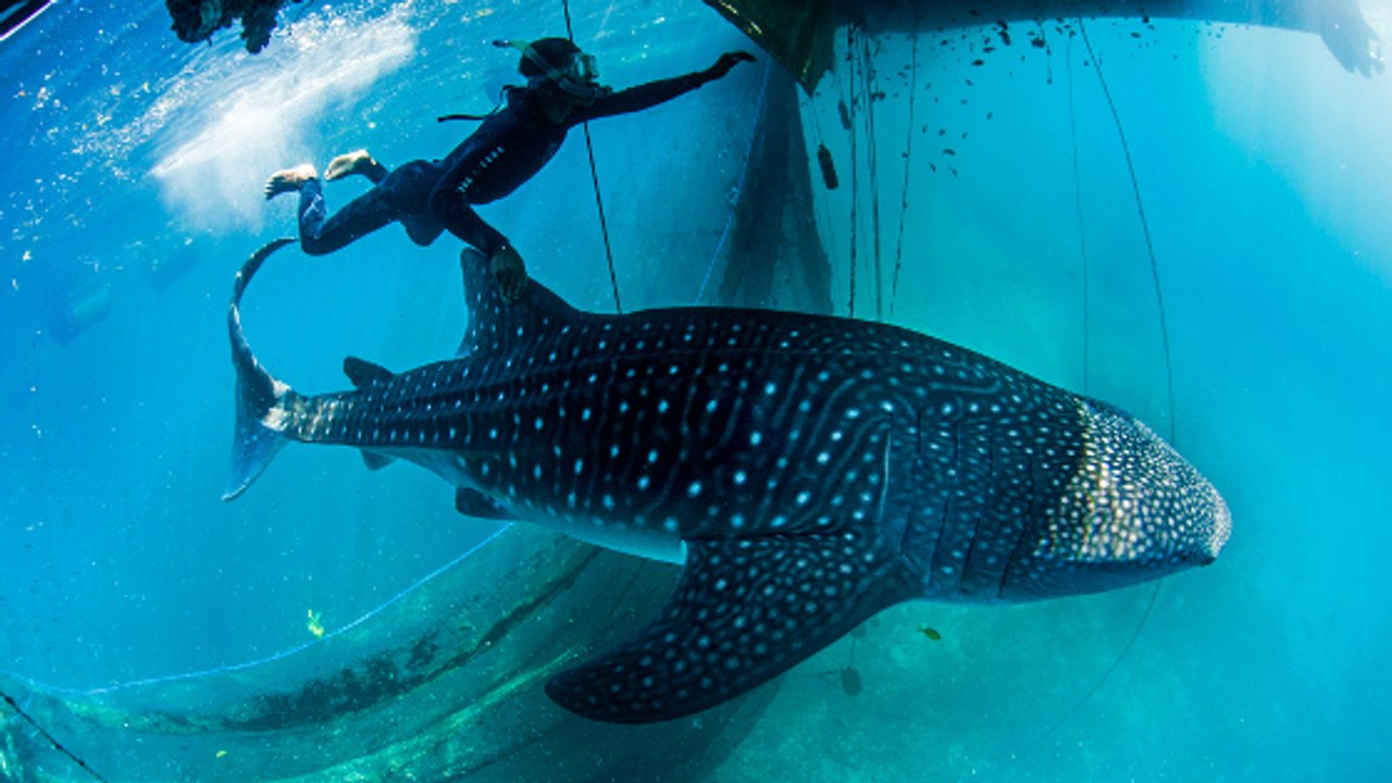 Une organisation vole au secours de requins-baleines capturés par des braconniers en Indonésie