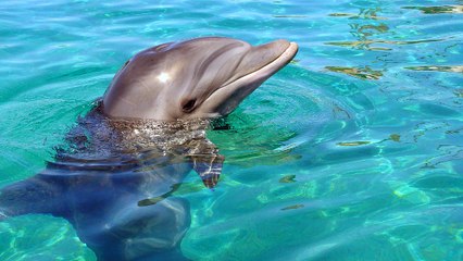 Des garde-côtes sauvent un dauphin coincé dans un bateau en Floride