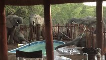 Assoiffés, ces éléphants sont venus se désaltérer dans la piscine de touristes