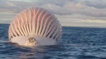 Des pêcheurs découvrent une étrange forme flottant au-dessus de l'océan en Australie