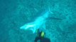 Un pêcheur australien se fait violemment attaquer par un requin de récif