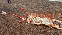 Le monstre du Loch Ness est-il mort ? Un étrange squelette s'échoue sur une plage écossaise