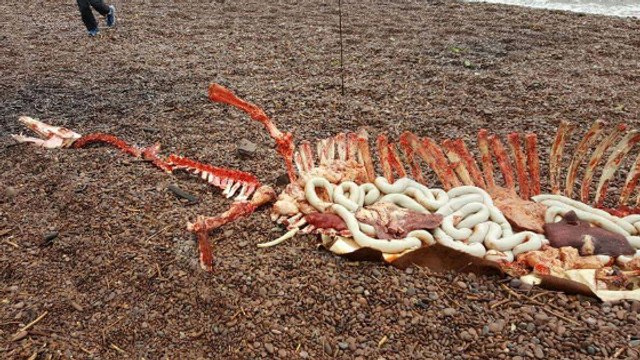 Le monstre du Loch Ness est-il mort ? Un étrange squelette s'échoue sur une plage écossaise