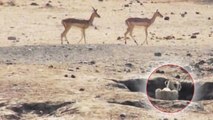 L'attaque ratée de deux lions sur des antilopes filmée en pleine nature