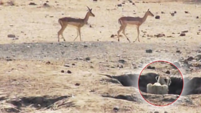 L'attaque ratée de deux lions sur des antilopes filmée en pleine nature