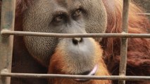 Après 20 ans passés derrière les barreaux cet orang-outan retrouve la liberté