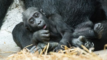 Quand un bébé gorille essaie de faire peur aux touristes