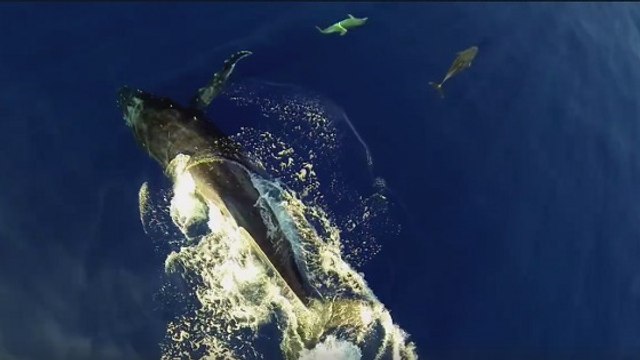 Une incroyable vidéo dévoile une séance de jeu entre des dauphins et des baleines