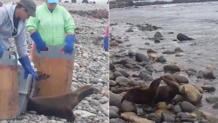 La touchante réaction de deux otaries relâchées dans l’océan
