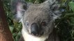 Un rare spécimen de koala aux yeux "vairons" fait fureur sur Internet