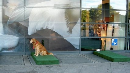 Ce magasin Ikea a fait quelque chose d'incroyable pour les chiens de ses clients...