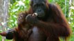Les orangs-outans de Bornéo sont officiellement en danger critique d’extinction