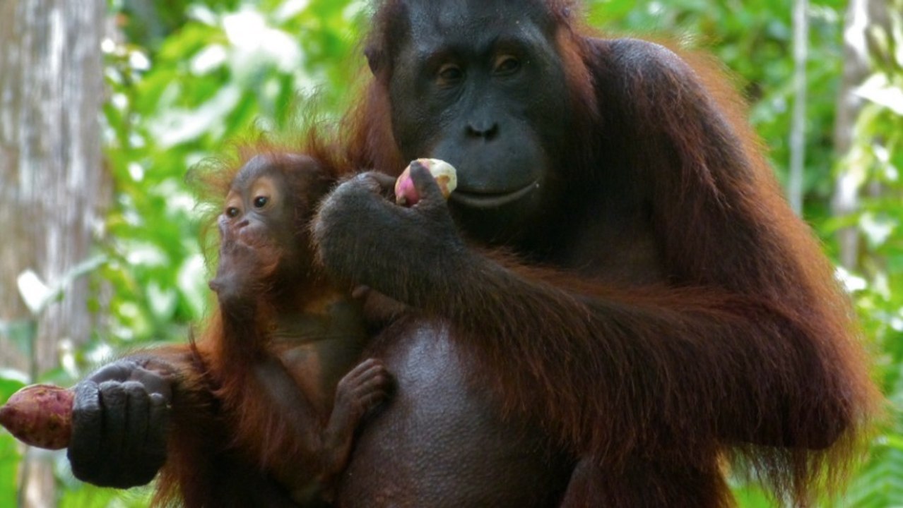 Les orangs-outans de Bornéo sont officiellement en danger critique d’extinction