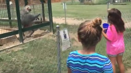 Quand deux fillettes découvrent pourquoi il ne faut jamais énerver un babouin
