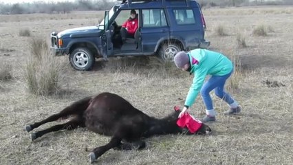 Un vétérinaire libère un cheval sauvage enchainé en Roumanie