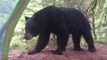 Quand un campeur se retrouve nez à nez avec un ours noir au Canada