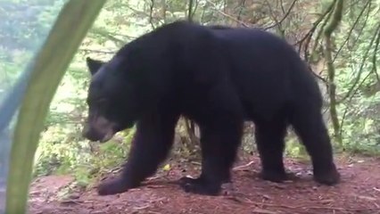 Quand un campeur se retrouve nez à nez avec un ours noir au Canada