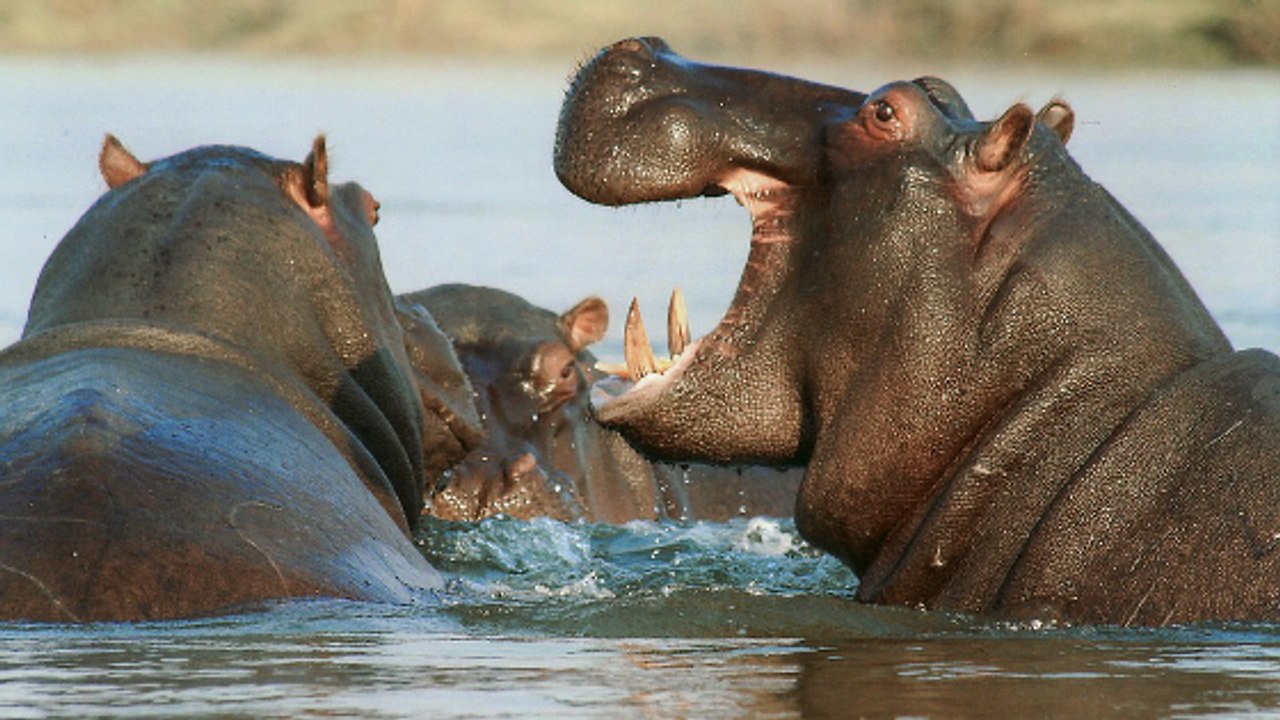 D'irréductibles hippopotames, l'improbable héritage laissé par le baron de la drogue Pablo Escobar