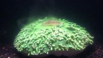 Le blanchiment du corail, un phénomène préoccupant filmé pour la première fois en accéléré