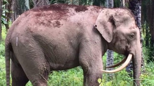 Un éléphant aux défenses en dents de sabre découvert dans la forêt de Bornéo