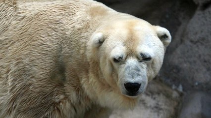Arturo, l’ours polaire "le plus triste au monde" est mort en Argentine