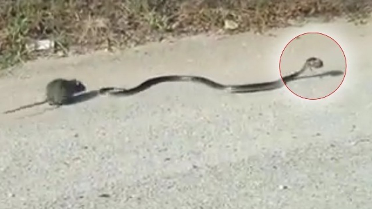 Quand une femelle rat se bat contre un serpent pour sauver son petit