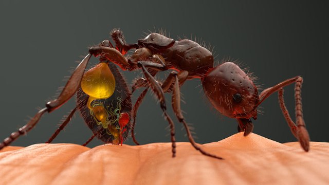 Voilà ce qui se passe réellement lorsqu'une fourmi de feu pique