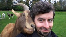 Les chèvres peuvent communiquer avec les humains aussi bien que les chiens