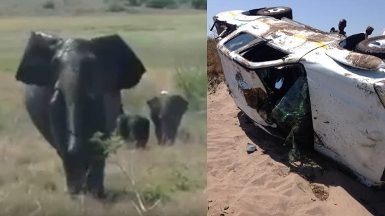 Quand un éléphant en colère détruit la voiture d’un touriste au Mozambique
