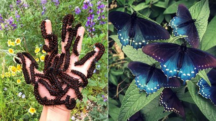 Un biologiste sauve une espèce rare de papillon en la repeuplant dans son jardin