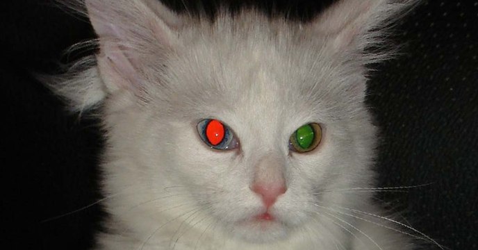 Pourquoi a-t-on les yeux rouges sur les photos ?