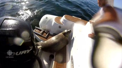 Un phoque se réfugie sur un bateau pour échapper à des orques au Canada