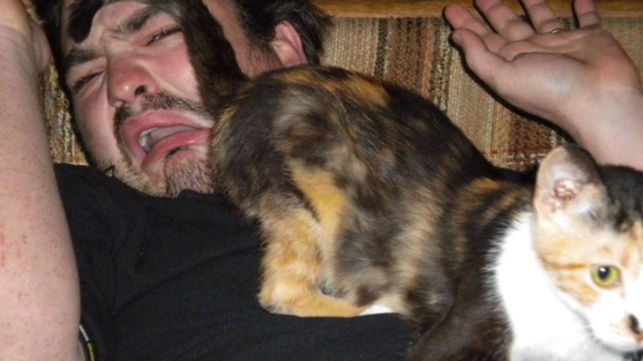 Pourquoi votre chat adore-t-il vous montrer ses fesses ?