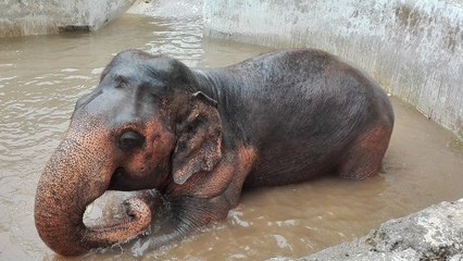 Kaavan, l'éléphant solitaire du zoo d'Islamabad va finalement rejoindre un sanctuaire