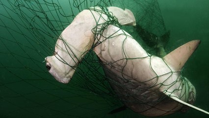 Le WWF achète une licence de pêche pour protéger les requins en Australie